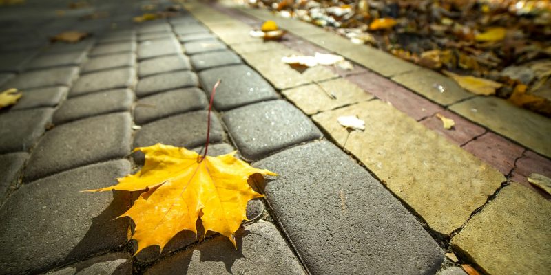 Close up of big yellow maple leaves laying on pedestrian sidewalk in autumn park